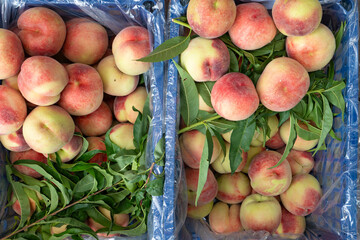top view fresh peaches on sale