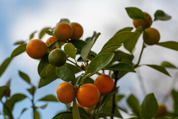 A kumquat tree with blue sky in the background. The orange fruit is ripe, round, and thin-skinned. The summer fruit is growing in a tall tree. Some of the fruit is unripe and green colored.