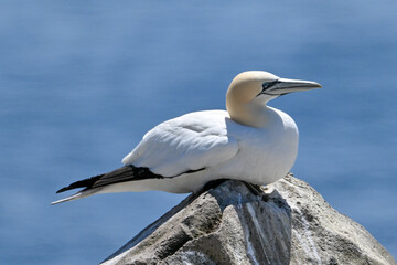 An adult gannet is sitting on a rock peak. The seabird has a yellow head, a long and thin neck, blue eyes, a black bill, long white wings with black tips, and a long black tail on its white body.