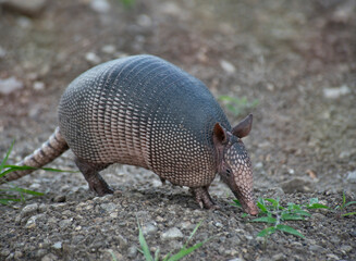 Nine-Banded Armadillo Feeds in Florida Wetland