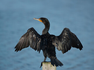 Double-Crested Cormorant in Florida Wetland