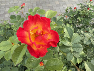 Roses Rosids Flower Love Red Yellow White Thorns Plant Shrub Spines Wild Roses Cultivated Roses Blossoms Bouquet Gift Valentine's Day Wedding Anniversary Meadow Gardener Water Spines Ornamental Plant
