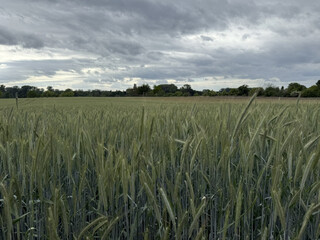 feld ernte bauer landwirtschaft getreide korn weizen roggen acker nahrung field harvest farmer agriculture grain wheat rye field corn seed mow harvesting nature food foodstuffs farmer, agriculture