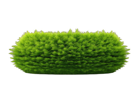 Oval, dense, green brush-like foliage