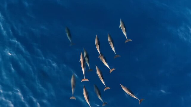 Pod of dolphins swimming in a deep blue ocean, viewed from above