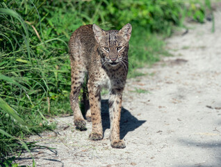 Wild Bobcat Walking in Florida Wetlands