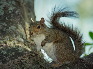 American Gray Squirrel on a Tree