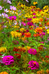 Vibrant Wildflower Meadow