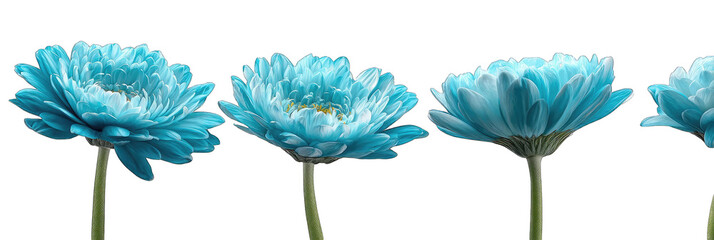 Four vibrant teal gerbera daisies in profile view against a black background