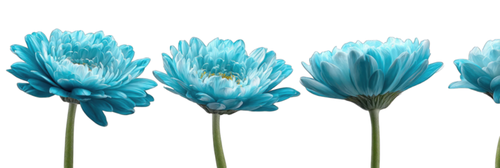 Four vibrant teal gerbera daisies in profile view against a black background