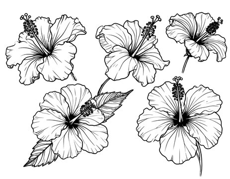 Elegant line art hibiscus flowers