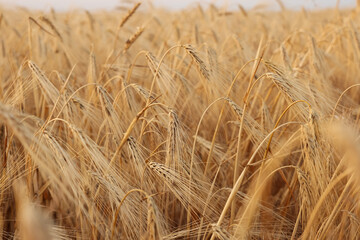 Fototapeta premium Golden wheat ears growing in field, closeup