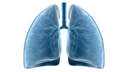x ray image of human lung isolated
