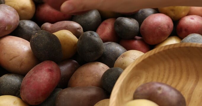 Woman putting different types of potatoes into bowl, closeup