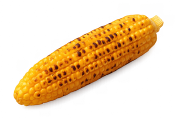 Grilled corn on the cob isolated on transparent background