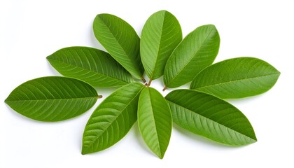 Fototapeta premium Fresh guava leaves arranged in a circle