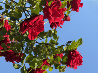 Roses Rosids Flower Love Red Yellow White Thorns Plant Shrub Spines Wild Roses Cultivated Roses Blossoms Bouquet Gift Valentine's Day Wedding Anniversary Meadow Gardener Water Spines Ornamental Plant
