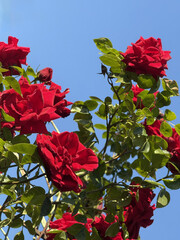 Roses Rosids Flower Love Red Yellow White Thorns Plant Shrub Spines Wild Roses Cultivated Roses Blossoms Bouquet Gift Valentine's Day Wedding Anniversary Meadow Gardener Water Spines Ornamental Plant