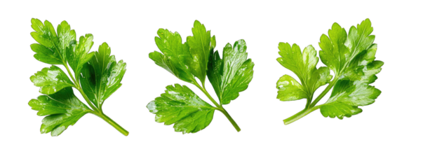 Fresh parsley leaves, three bright green, outlined leaves