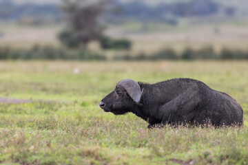 Closeup view of a buffalo relaxing in the Ngorongoro Crater, Northern Tanzania
