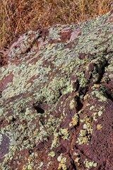 Desert Brain Lichen, Psora cerebriformis, on basalt rock. Arizona.