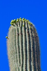 Saguaro cactus, Carnegiea gigantea, getting ready to bloom.