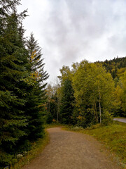 Obraz premium Forest Trail in Autumn