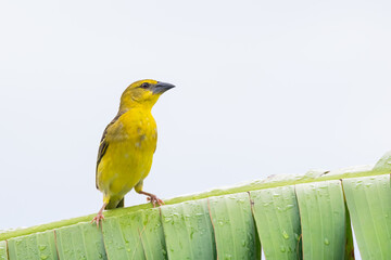 Close up view of Village Weaver in Tanzania countryside on a banana tree leaf in Africa.