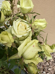 Roses Rosids Flower Love Red Yellow White Thorns Plant Shrub Spines Wild Roses Cultivated Roses Blossoms Bouquet Gift Valentine's Day Wedding Anniversary Meadow Gardener Water Spines Ornamental Plant 