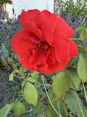 Roses Rosids Flower Love Red Yellow White Thorns Plant Shrub Spines Wild Roses Cultivated Roses Blossoms Bouquet Gift Valentine's Day Wedding Anniversary Meadow Gardener Water Spines Ornamental Plant 