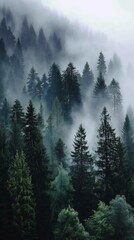 Pine forest covered morning fog moody and calming vertical nature wallpaper