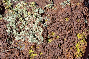 Green Desert Brain Lichen, Psora cerebriformis, and Yellow Paint Lichen, Pleopsidium oxytonum, on basalt rock. Arizona.