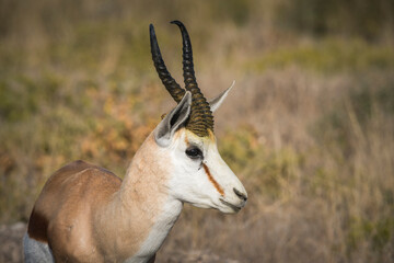 Close up view of a springbok head