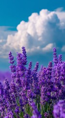 Fototapeta premium Purple lavender fields bright blue sky vibrant summer floral mobile background