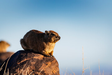 Profile view of a Rock hyrax in Namibia