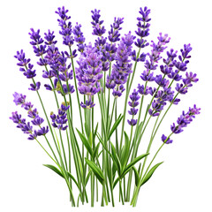 Naklejka premium Bunch of Vibrant Purple Lavender Flowers with Green Stems and Leaves on Transparent Background floral isolated on a transparent background