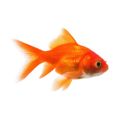 Vibrant goldfish with orange body and yellow fins on transparent background
