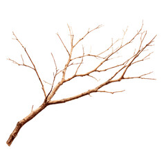 Obraz premium Bare Branch Isolated on Black Background Winter Nature Photography