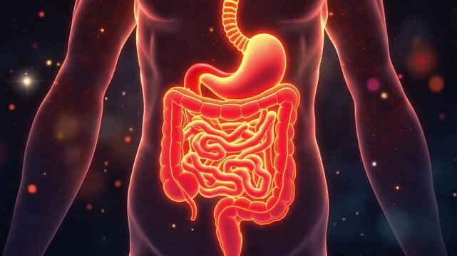 Human digestive system with stomach, small intestine, and large intestine