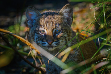 Bobcat Kitten hiding in the grass