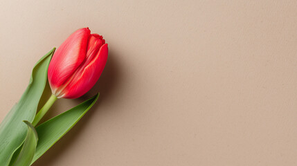 A single red tulip stands out against a textured beige background, creating a simple yet striking composition.