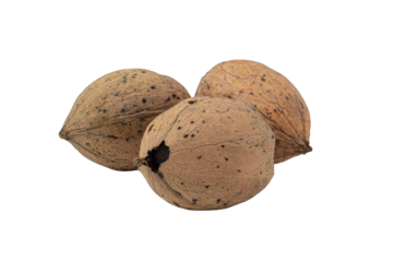 Three whole pecan nuts, close-up.  They are light brownish-tan, showing a rough, pitted shell texture. 