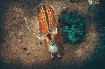 roe deer with antlers looking up