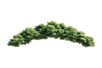 Lush green arching foliage