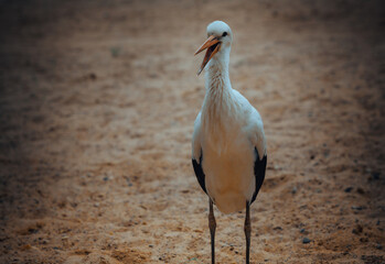 stork bird with open beak