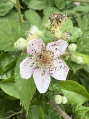 Brombeere Rubus Blackberry Hecke Dornen Stachel Beere Heilpflanze Obst Rosaceae, hedge thorns spine berry Juice fruit rosaceae Purple jam lila flower pink Marmelade jam medicinal plant Beere salad