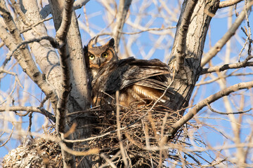 Great Horned Owl Bubo virginianus Nesting in Tree Bird Wildlife Photography