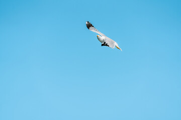 The seagull with its wings spread in the air against a blue background.