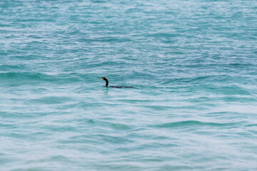 Cormorant in blue water