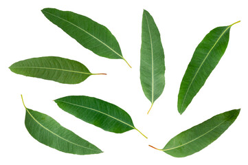 Eucalyptus green leaves collection  isolated on white background